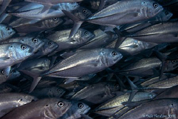 "One in a crowd"  Layang Layang Nikon D200 12-24 lens by Debi Henshaw 